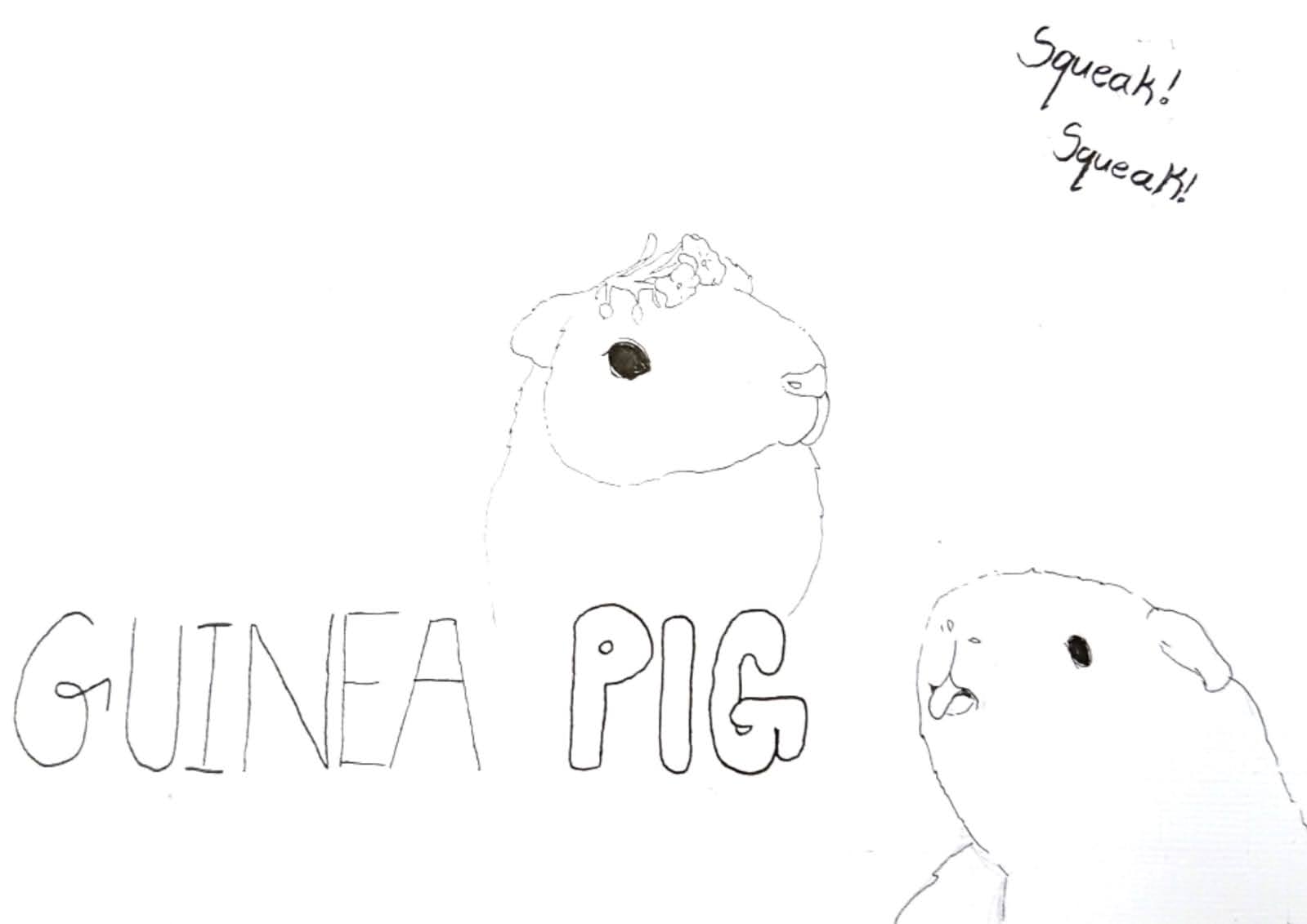 Guinea Pig sketch, Max and Pip - ギニアピッグのマックスとピップのスケッチ