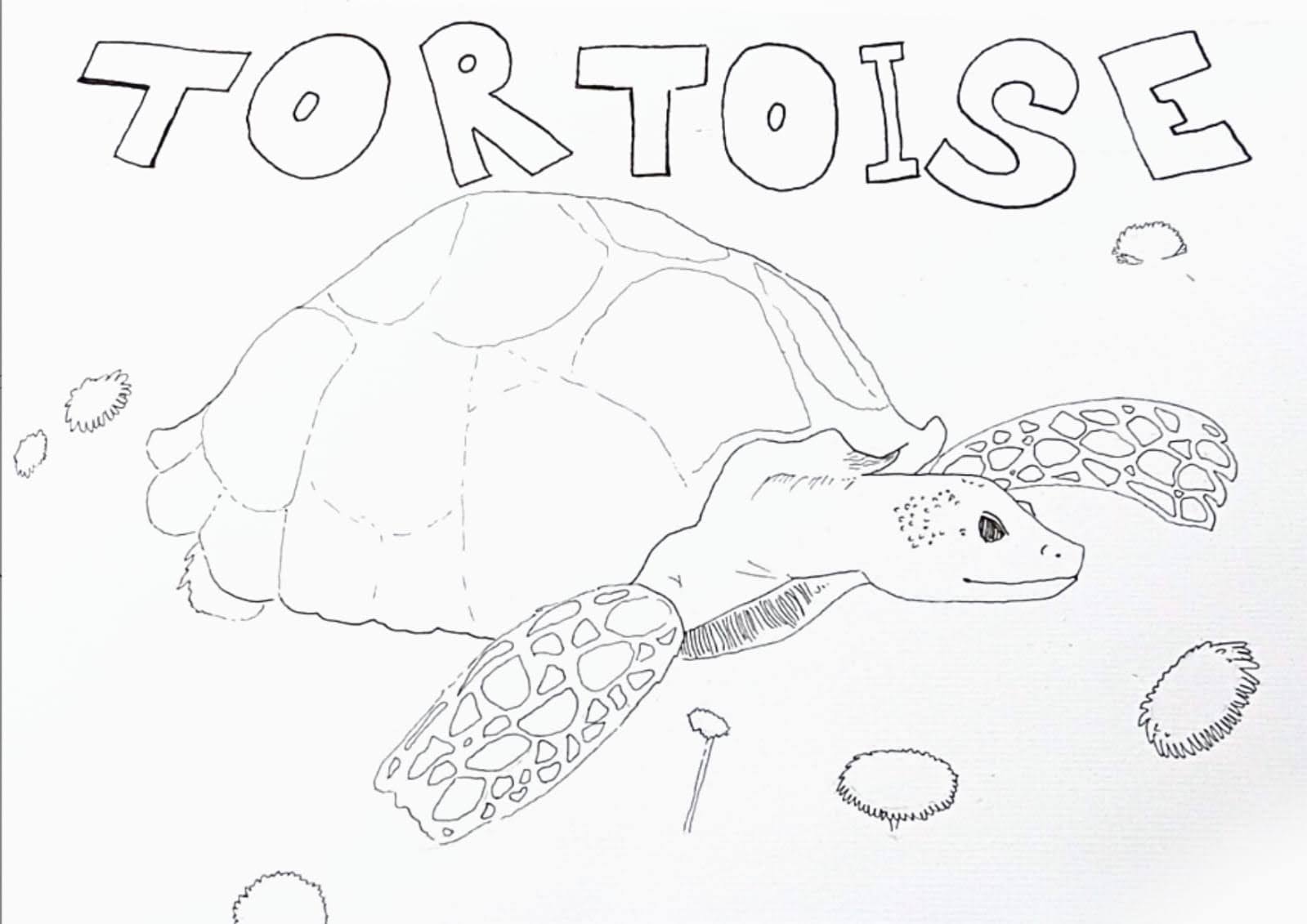 Sea creture, tortoise, sketch - 海の生き物、かめのスケッチ