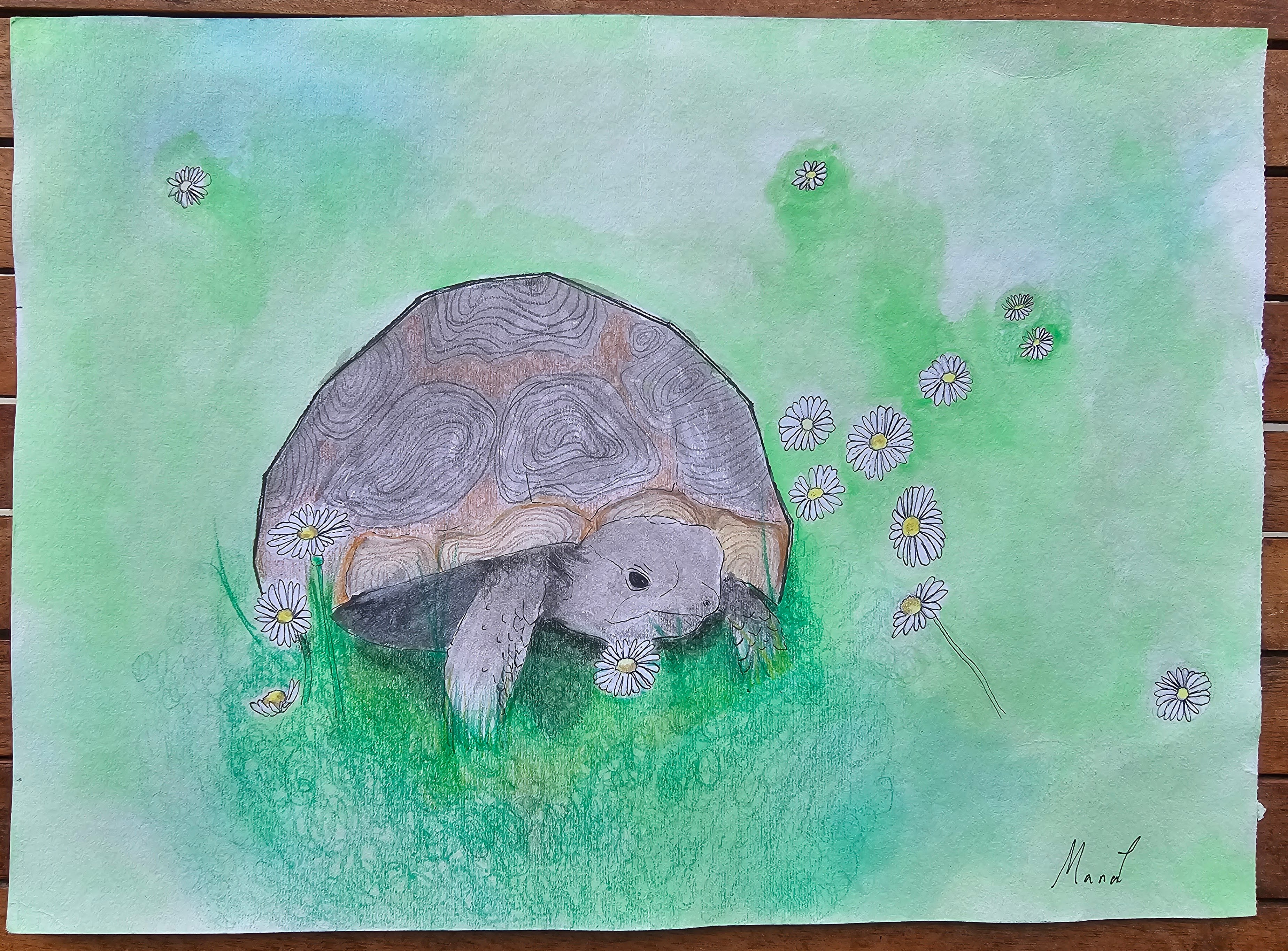 Sea creature, coloured tortoise - 海の生き物、かめの水彩画