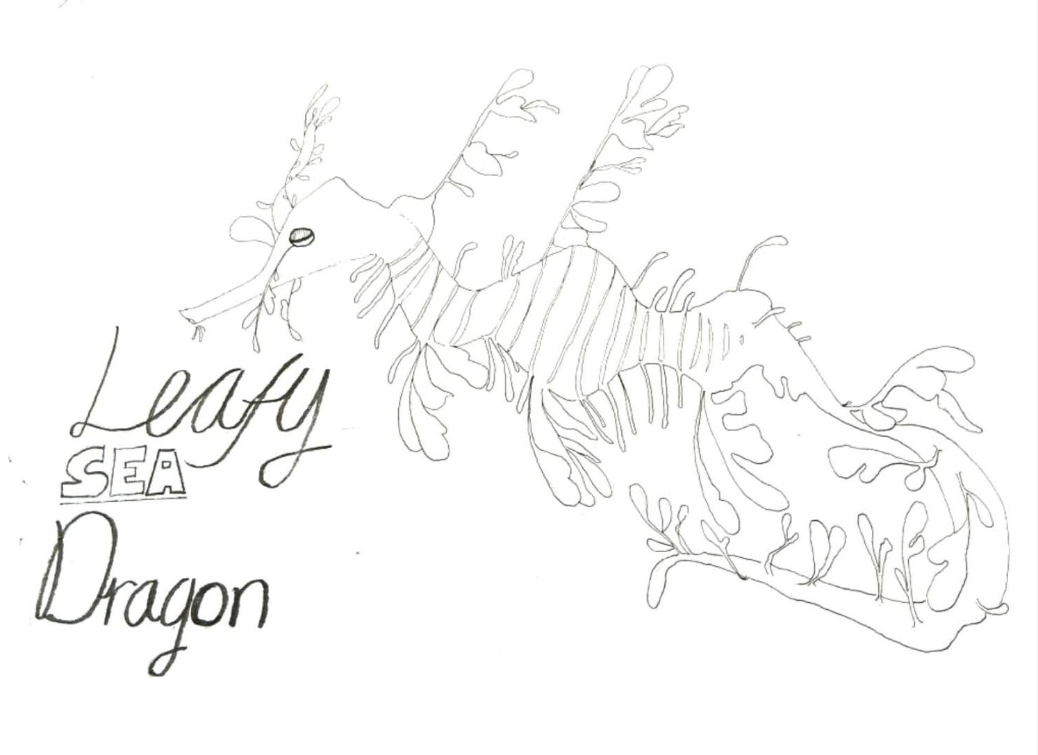 Leafy sea dragon, sketch - リーフィーシードラゴンのスケッチ